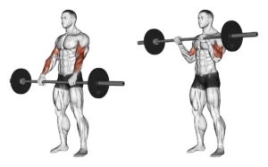 5 treino de bíceps:  bíceps concentrado com halter braços fortes e definidos