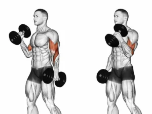 treinar bíceps aprenda alguns dos 7 melhores exercícios