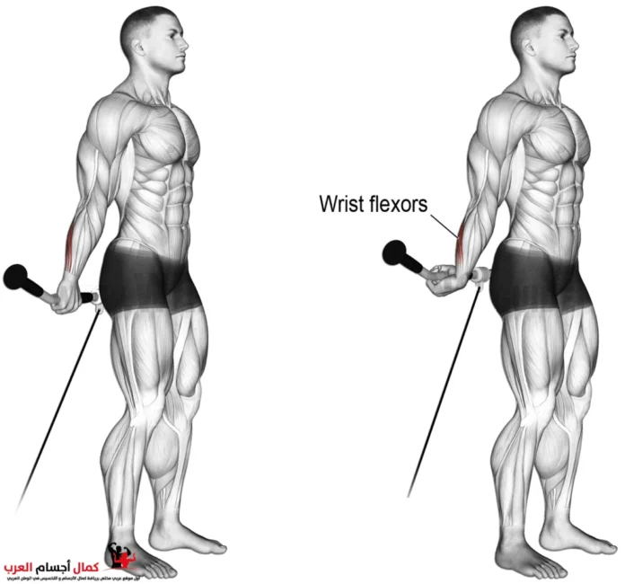 exercícios-para-antebraço exercícios para antebraços