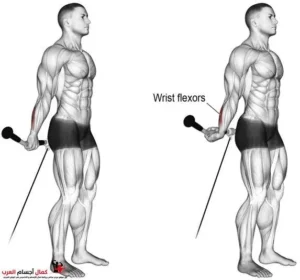 Exercícios para antebraço os 5 melhores: como fortalecer a pegada