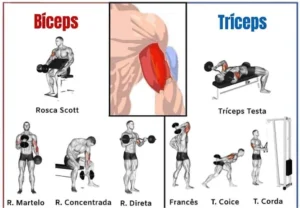Construir tríceps e bíceps 6 Exercícios incríveis e eficaz