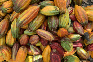Quais são os benefícios do cacau? Veja o que diz a nutricionista