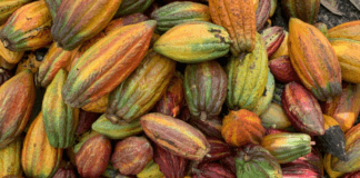 Quais são os benefícios do cacau? Veja o que diz a nutricionista