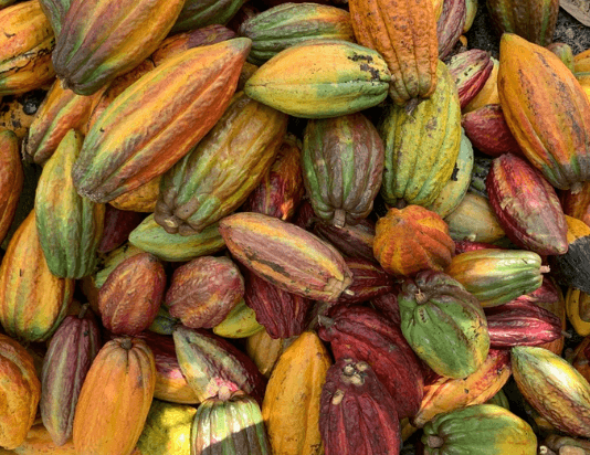 Quais são os benefícios do cacau? Veja o que diz a nutricionista