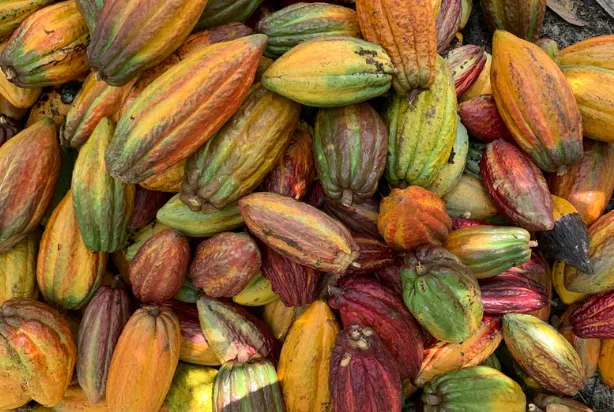Quais-sao-os-beneficios-do-cacau-Veja-o-que-diz.png